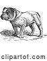 Vector Clip Art of Retro English Bulldog by Prawny Vintage