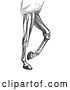 Vector Clip Art of Retro Engraved Diagram of Horse Leg Muscles in by Picsburg