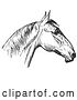 Vector Clip Art of Retro Engraved Horse Anatomy of a Bad Head in 4 by Picsburg