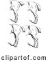 Vector Clip Art of Retro Engraved Horse Anatomy of Bad Hind Quarters in 5 by Picsburg