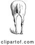 Vector Clip Art of Retro Engraved Horse Anatomy of Bad Hind Quarters in 8 by Picsburg