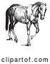 Vector Clip Art of Retro Engraved Horse Anatomy of Muscular Covering in by Picsburg