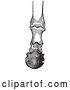 Vector Clip Art of Retro Engraving of Horse Bones and Articulations of the Foot Hoof in 2 by Picsburg