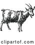 Vector Clip Art of Retro Goat by Prawny Vintage