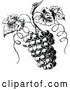 Vector Clip Art of Retro Grapes on the Vine by Prawny Vintage