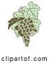 Vector Clip Art of Retro Gren Grapes with Leaves in Woodblock by AtStockIllustration