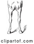 Vector Clip Art of Retro Horse Anatomy of Bad Conformations of the Fore Quarters in 4 by Picsburg