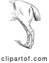Vector Clip Art of Retro Horse Anatomy of Bad Hind Quarters in 2 by Picsburg