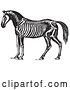 Vector Clip Art of Retro Horse Anatomy of the Skeleton in 1 by Picsburg
