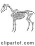 Vector Clip Art of Retro Horse Anatomy of the Skeleton in 2 by Picsburg