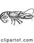 Vector Clip Art of Retro Lobster by Prawny Vintage