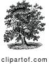 Vector Clip Art of Retro Mature Black Walnut Tree by Prawny Vintage