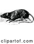 Vector Clip Art of Retro Rat by Prawny Vintage