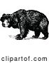 Vector Clip Art of Retro Sloth Bear by Prawny Vintage