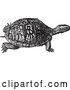 Vector Clip Art of Retro Turtle by BestVector