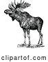 Vector Clip Art of Retro Wild Moose by Prawny Vintage