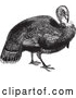 Vector Clip Art of Retro Wild Turkey by BestVector