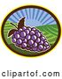 Vector Clip Art of Retro Woodcut Bunch of Purple Grapes in an Oval with a Sunrise or Sunset by Patrimonio