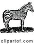 Vector Clip Art of Retro Zebra in Profile by Prawny Vintage