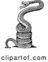 Vector Clip Art of Snake by Prawny Vintage